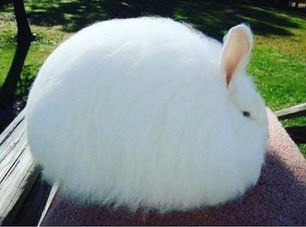 Fluffy McLarge